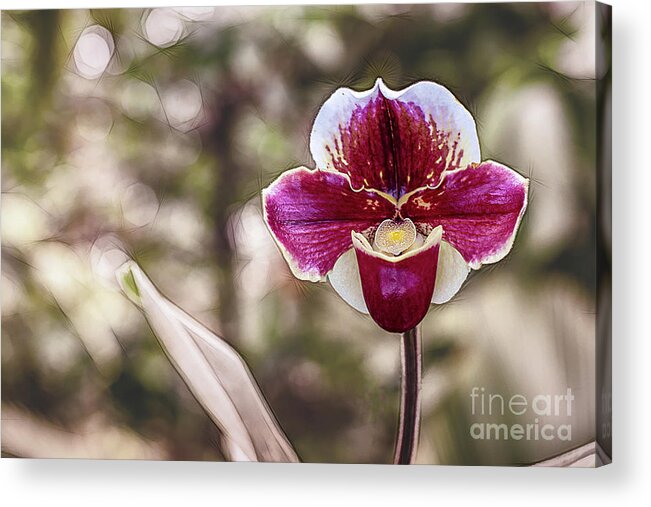 Digitally Acrylic Print featuring the photograph Red Orchid with Bokeh by Roslyn Wilkins