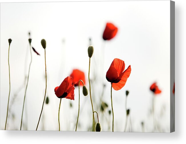 Scenics Acrylic Print featuring the photograph Red Poppies by Ozgurdonmaz