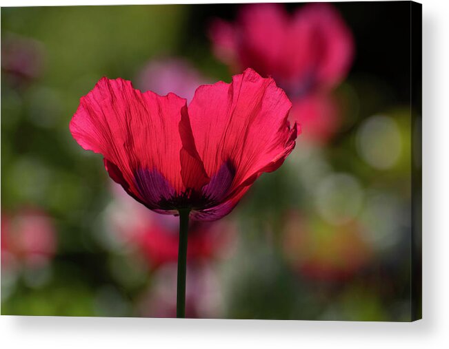 Poppy Acrylic Print featuring the photograph Red Poppy by Forest Floor Photography