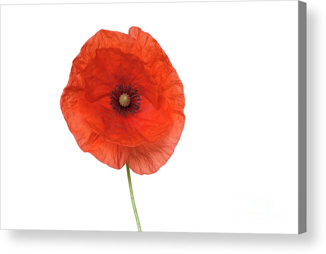 White Background Acrylic Print featuring the photograph Red Poppy Or Corn Poppy, Papaver by Westend61