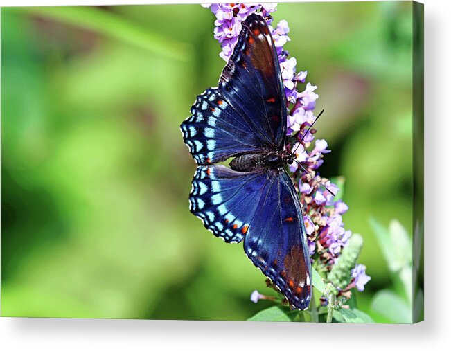 Butterfly Acrylic Print featuring the photograph Red Spotted Purple Beauty by Debbie Oppermann