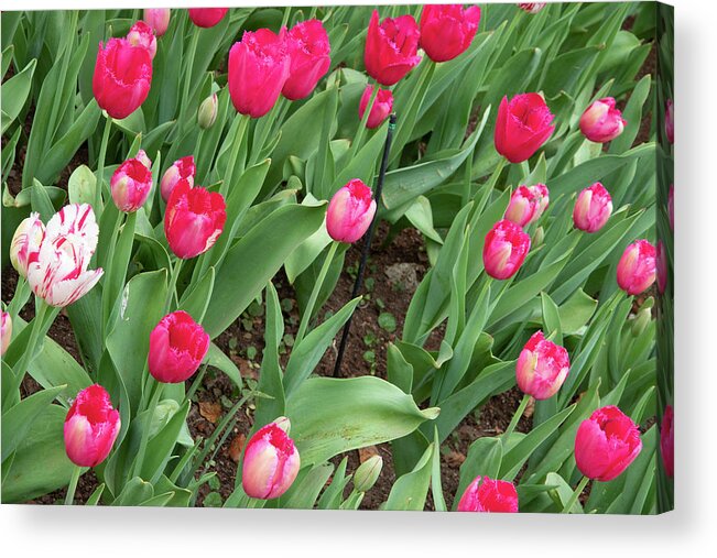 Flower Acrylic Print featuring the photograph Reds by Masami IIDA