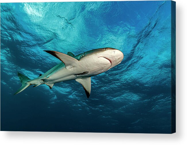 Gardens Of The Queen Acrylic Print featuring the photograph Reef Shark Carcharhinus Perezii Of Cuba by Bruce Shafer