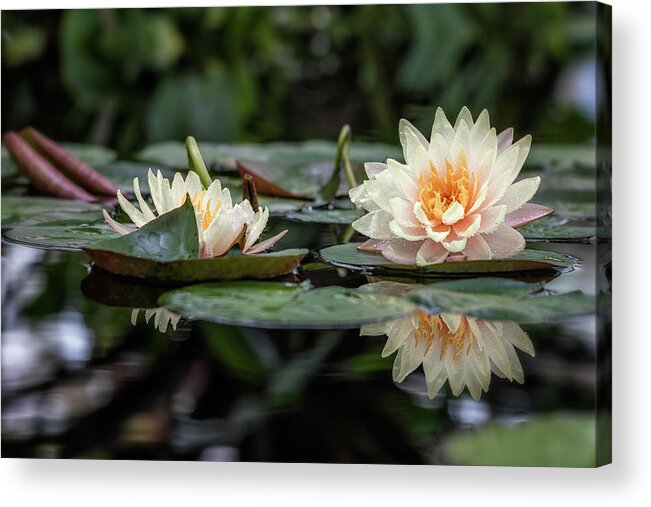 Flower Acrylic Print featuring the photograph Delicate Reflections by Laura Roberts