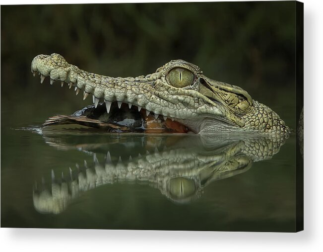 Animal Acrylic Print featuring the photograph Reflection by Tantoyensen