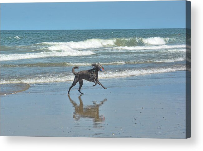 Air Acrylic Print featuring the photograph Reflections Of A Dog by Jamart Photography