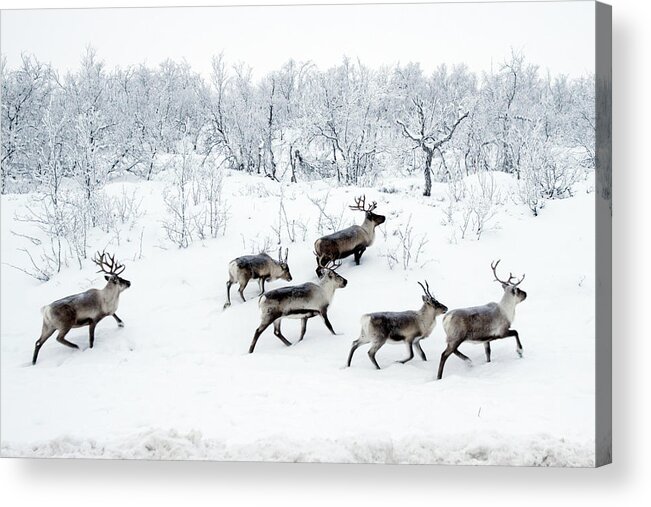 Snow Acrylic Print featuring the photograph Reindeers In Snow by Wu Swee Ong