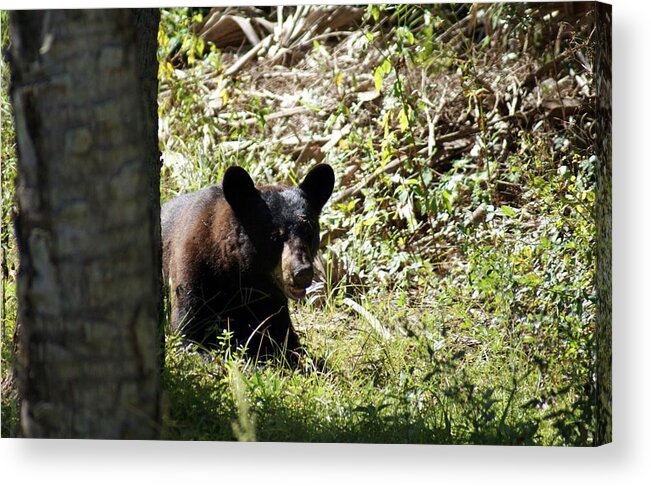 Florida Acrylic Print featuring the photograph Relaxing Bear by Lindsey Floyd