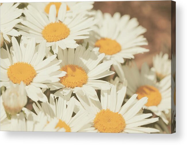 Petal Acrylic Print featuring the photograph Retro Daisies by Poppy Thomas-hill
