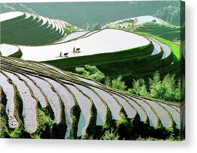 Chinese Culture Acrylic Print featuring the photograph Rice Terraces by Kingwu