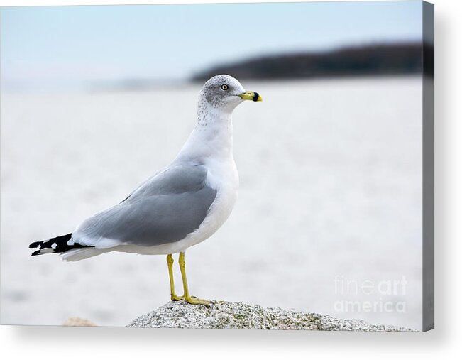 Gull Acrylic Print featuring the photograph Ring-Bill Gull in Profile by Dianne Morgado