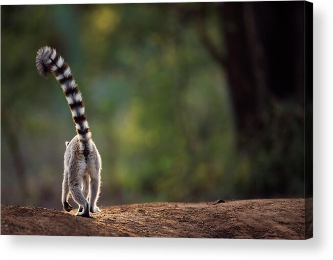 Animal Themes Acrylic Print featuring the photograph Ring-tailed Lemur Walking Away Rear View by Anup Shah