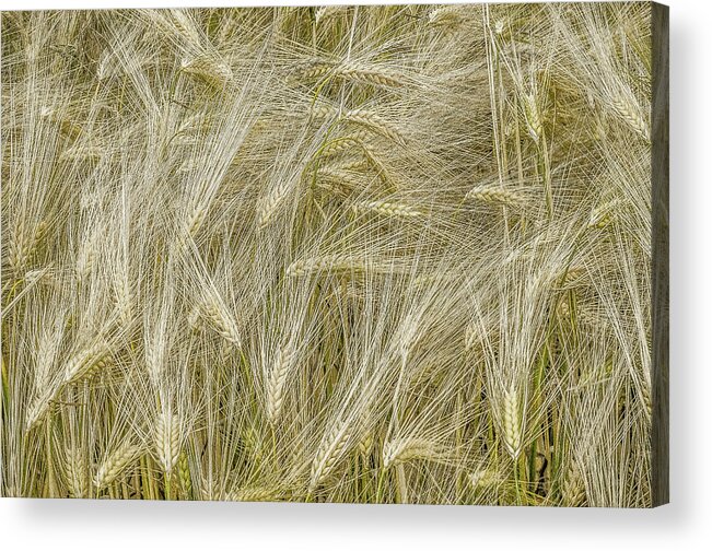 Outdoors Acrylic Print featuring the photograph Ripe Ears Of Emmer Wheat In A Field by Eric Larrayadieu
