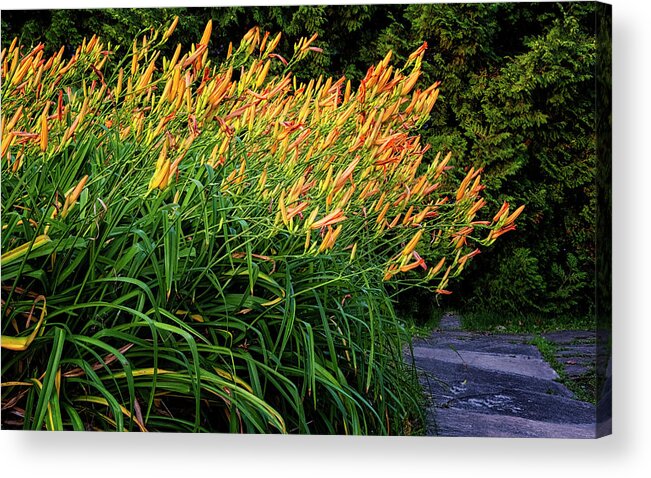 St Lawrence Seaway Acrylic Print featuring the photograph River Day Lilies by Tom Singleton