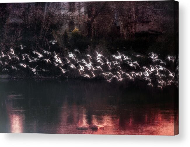 River Acrylic Print featuring the photograph River Gulls by Fabrizio Daminelli