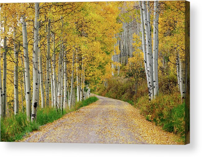 Tranquility Acrylic Print featuring the photograph Road To Aspen by Piriya Photography
