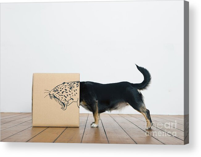Pets Acrylic Print featuring the photograph Roaring Dog Inside A Cardboard Box by Westend61