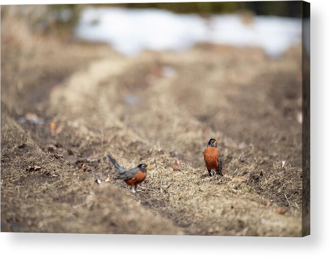Robin Bird Birds Birdwatching Photobomb Nature Outside Outdoors Robins Brian Hale Brianhalephoto New England Winter Spring Snow Newengland Usa U.s.a. Acrylic Print featuring the photograph Robin Photobomb by Brian Hale