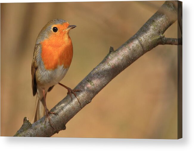 Robin Acrylic Print featuring the photograph Robin by Simun Ascic