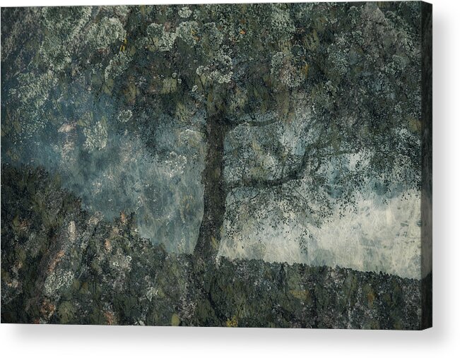 Tree Acrylic Print featuring the photograph Rocks And A Tree by Nel Talen