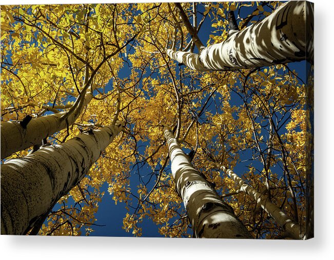 Rocky Mountain Fall Acrylic Print featuring the photograph Rocky Mountain Fall by George Buxbaum