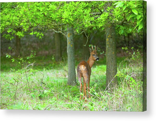 Male Animal Acrylic Print featuring the photograph Roe Deer, Capreolus Capreolus In by Mike Powles