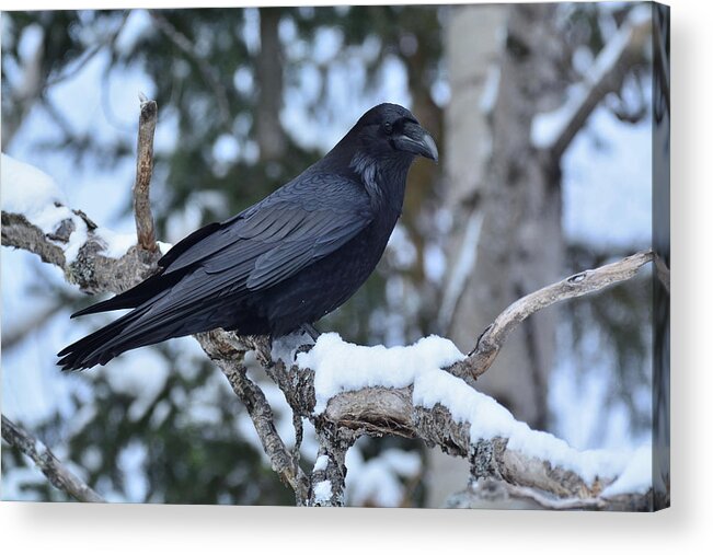 Outdoor Acrylic Print featuring the photograph Roosting Raven by David Porteus