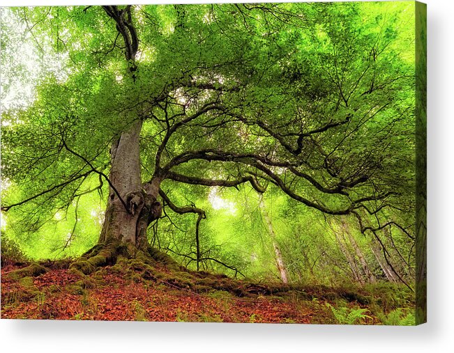 Taymouth Estate Acrylic Print featuring the photograph Roots of Taymouth Estate - Scotland - Beech Tree by Jason Politte