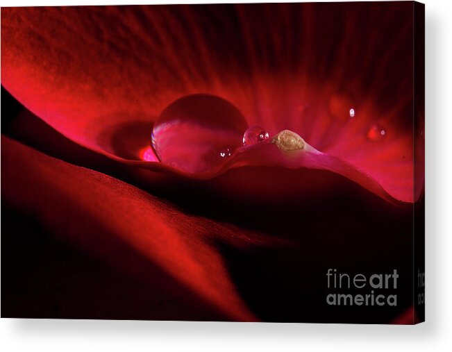 Rose Acrylic Print featuring the photograph Rose Petal Droplet by Mike Eingle