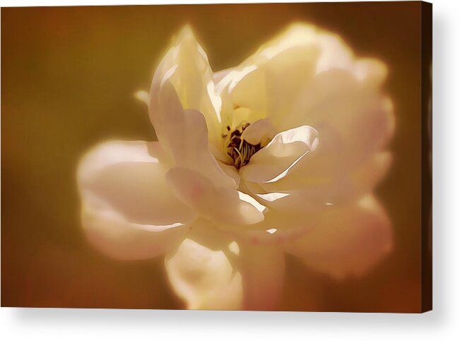 Rose Acrylic Print featuring the photograph Rose Soft Sunshine and Shadows by Gaby Ethington