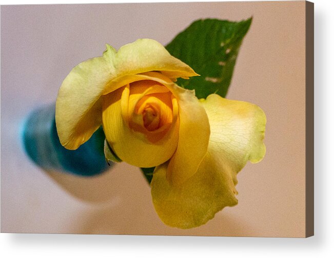 Rose Acrylic Print featuring the photograph Rose Up Straight by Ivars Vilums