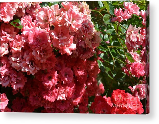 Roses Are Blooming Everywhere Acrylic Print featuring the photograph Roses Are Blooming Everywhere by Barbra Telfer