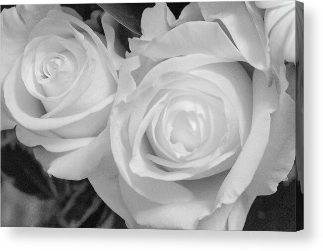 Roses Acrylic Print featuring the photograph Roses in Black and White by Laura Smith
