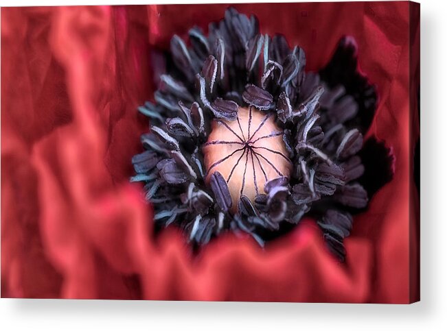 Flower Acrylic Print featuring the photograph Rouge Passion by Marie-anne Stas