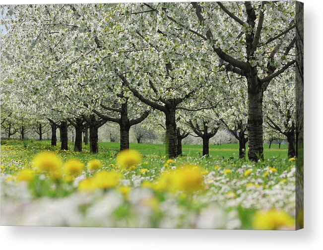 Scenics Acrylic Print featuring the photograph Row Of Cherry Trees In Blossom At A by Martin Ruegner
