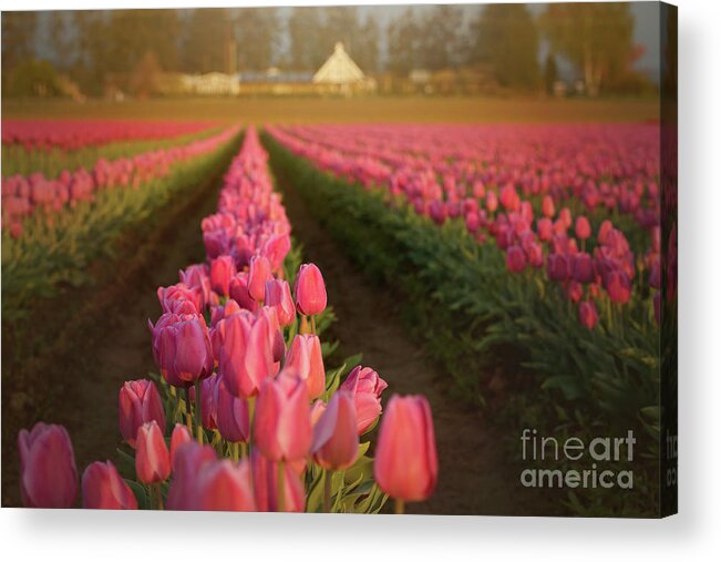 Tulip Acrylic Print featuring the photograph Rows of Pink Impression by Beve Brown-Clark Photography