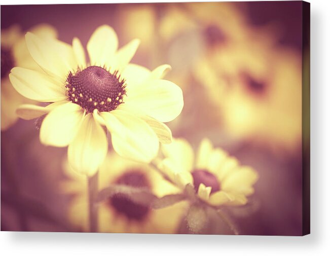 French Riviera Acrylic Print featuring the photograph Rudbeckia Flowers by Dhmig Photography