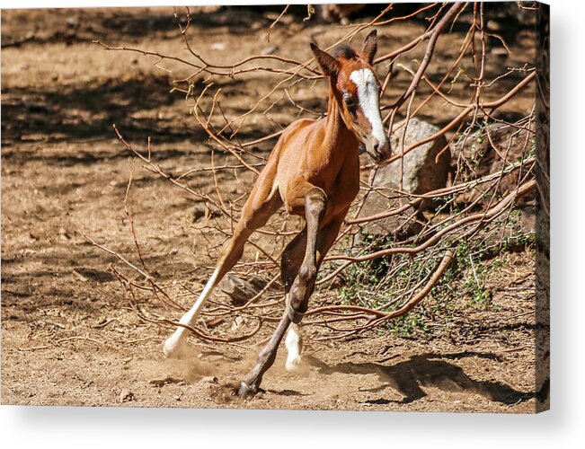 Arizona Acrylic Print featuring the photograph Running Young Filly by Dawn Richards