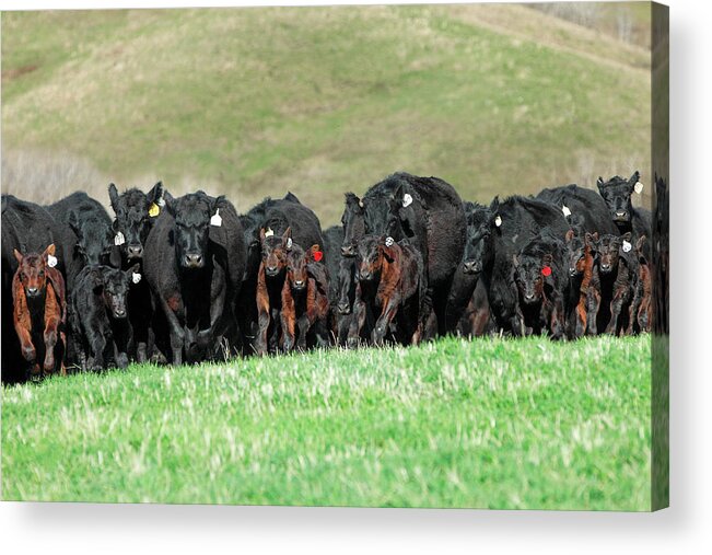 Herd Acrylic Print featuring the photograph Rushing Angus by Todd Klassy