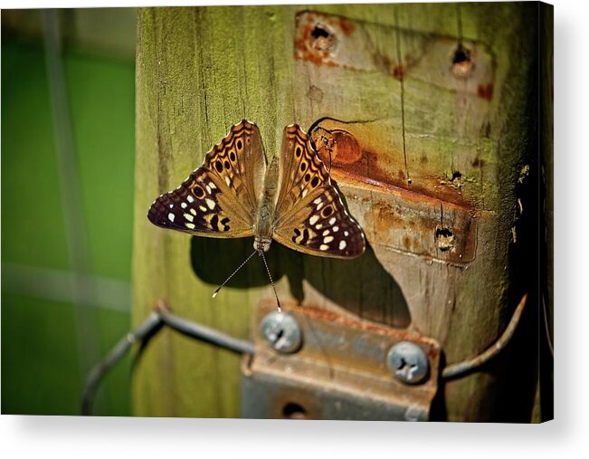 Wildlife Acrylic Print featuring the photograph Rustic Butterfly by John Benedict