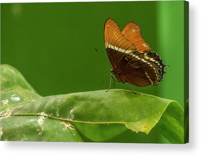 Butterfly Jungle Acrylic Print featuring the photograph Rusty-Tipped Page Butterfly by Donald Pash