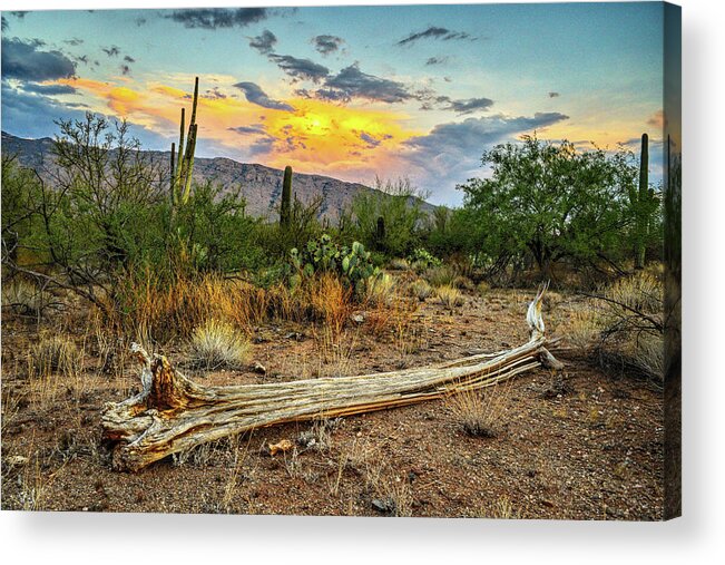 Saguaro Acrylic Print featuring the photograph Saguaro Cactus Skeleton and Rincon Mountains by Chance Kafka