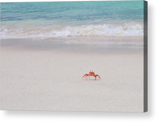 Water's Edge Acrylic Print featuring the photograph Sally Lightfoot Crab, Galapagos Islands by Original Photography