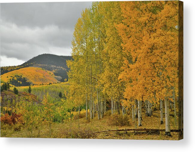 Ouray Acrylic Print featuring the photograph San Juan Mountain Fall Colors by Ray Mathis