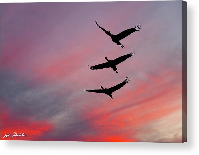 Animal Acrylic Print featuring the photograph Sandhill Cranes at Sunset by Jeff Goulden