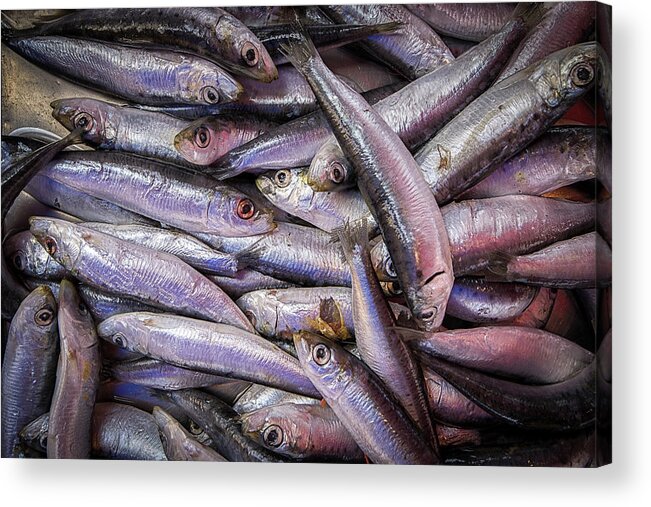 Sardine Acrylic Print featuring the photograph Sardines by Nigel R Bell