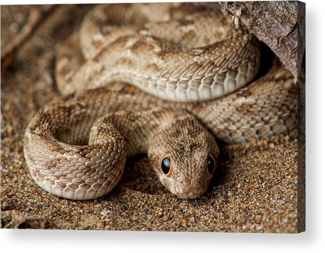 Disk1250 Acrylic Print featuring the photograph Saw-scaled Viper Juvenile by James Christensen