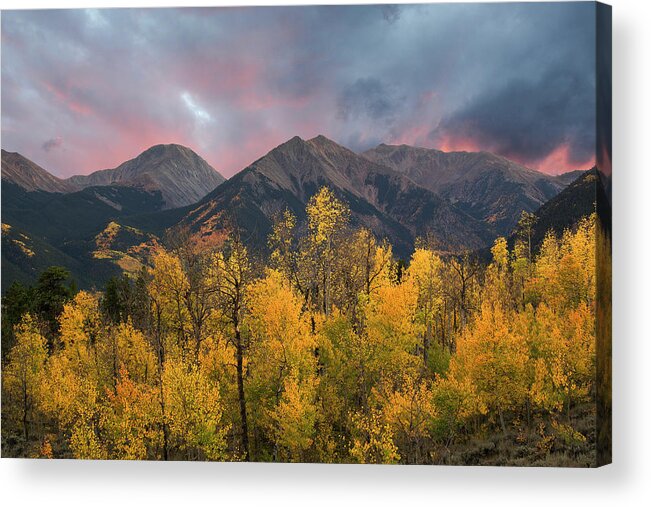 Colorado Acrylic Print featuring the photograph Sawatch Autumn by Aaron Spong