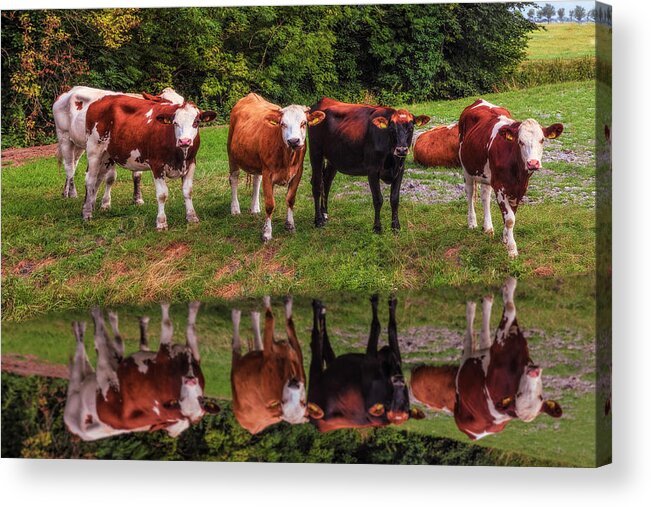 Animals Acrylic Print featuring the photograph Saying Hello in the Morning Sun by Debra and Dave Vanderlaan