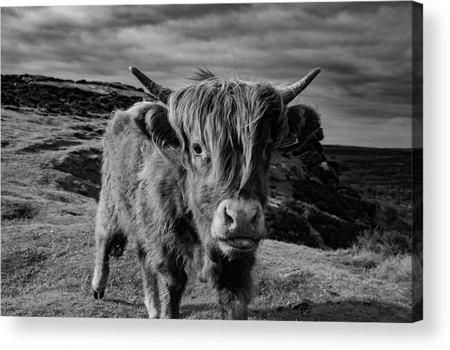 Art Acrylic Print featuring the photograph Saying hello to a Highland Cow at Baslow Edge Black and White by Scott Lyons